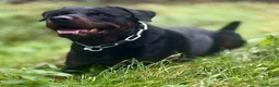 Rottweiler cani in vendita: Rottweiler Ciccioli Allrvsmrnto affisso ENCI - Annuncio 1