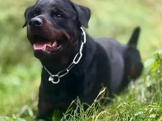 Rottweiler cani Rottweiler Ciccioli Allrvsmrnto affisso ENCI - Annuncio 2