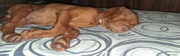 Vizsla cani in vendita: Vizsla ungherese a Provincia di Massa e Carrara - Annuncio 2
