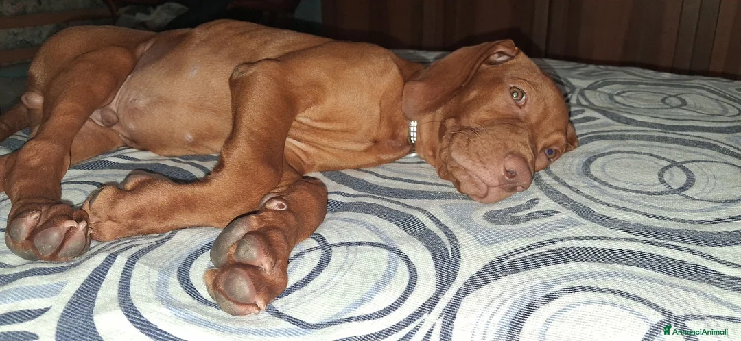 Vizsla cani in vendita: Vizsla ungherese a Provincia di Massa e Carrara - Annuncio 2