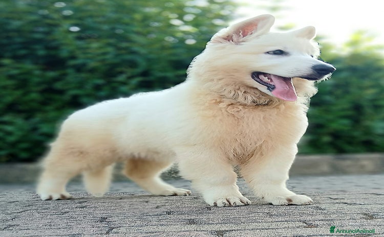 Pastore Svizzero cani a Provincia di Modena - Annuncio 1