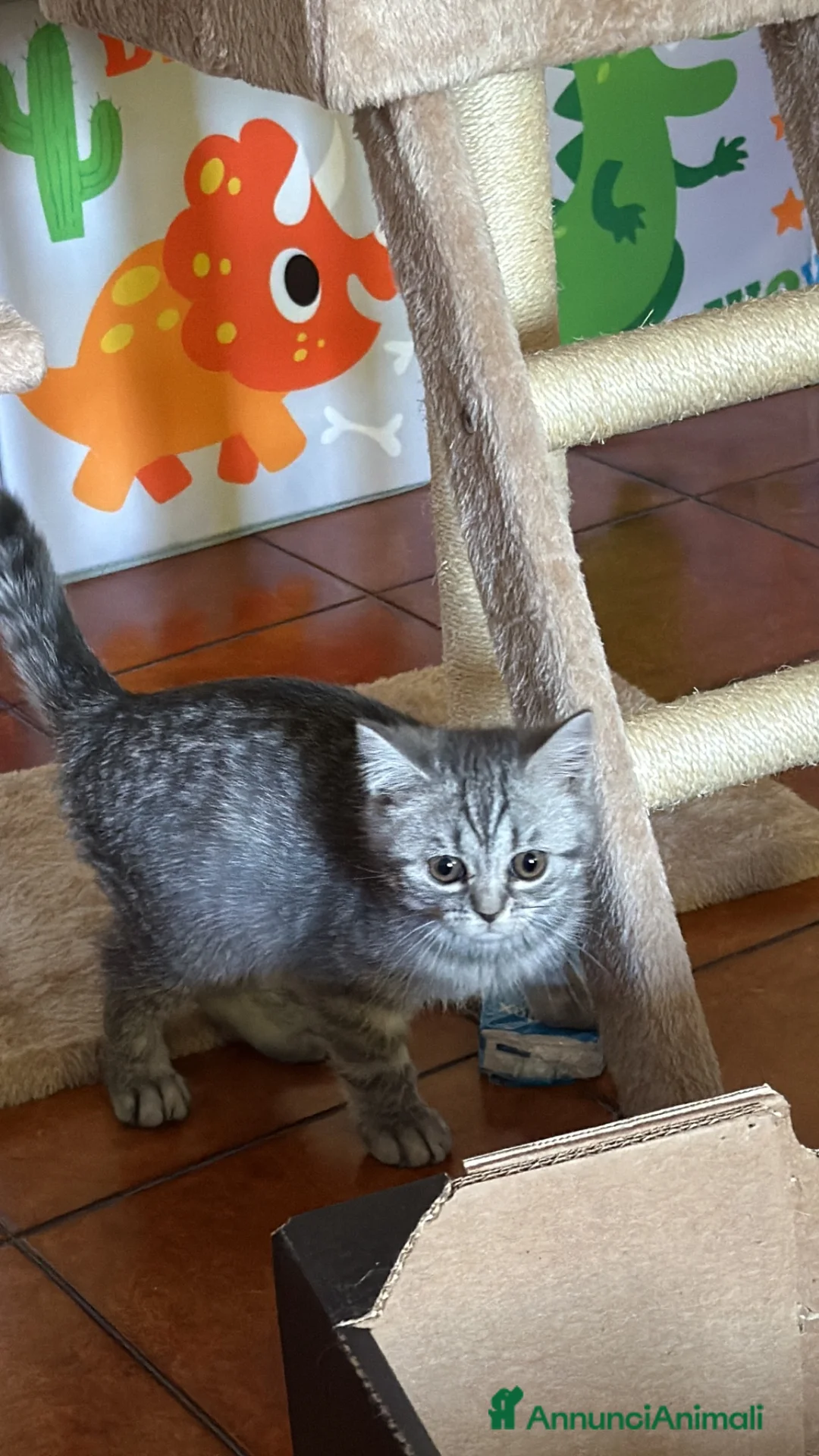 Scottish gatti in vendita: Gattina schottish bianca tigrata grigia  - Annuncio 2