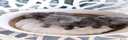 Siberiano gatti in vendita: Gattini siberiani - Annuncio 5