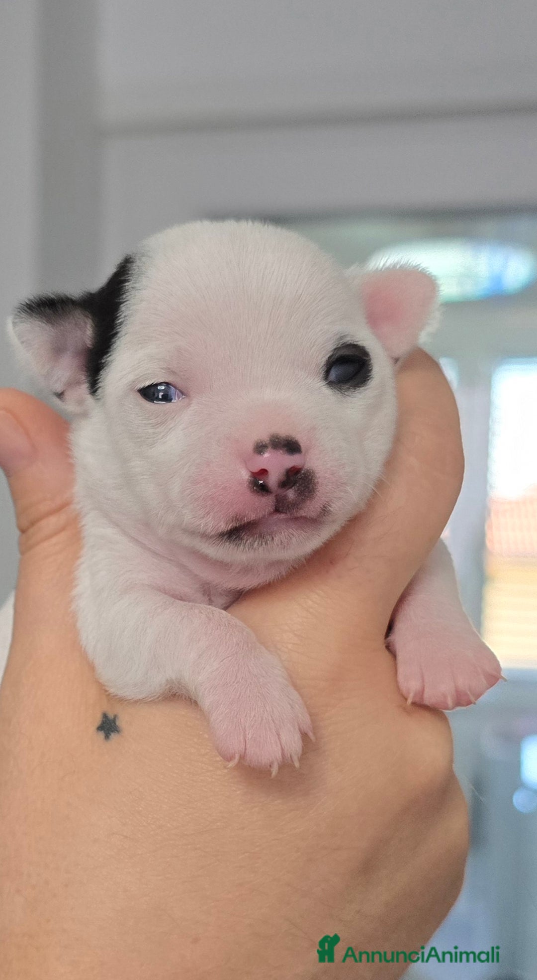 Chihuahua cani in vendita: Cuccioli di chihuahua - Annuncio 19