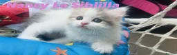 Siberiano gatti in vendita: Gattini siberiani con pedigree - Annuncio 7