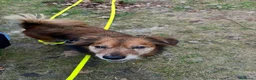 Meticcio cani in regalo: Giulio: taglia piccola, dolce e sensibile  - Annuncio 5