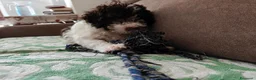 Lagotto cani in vendita: Lagotto romagnolo con pedigree 3 mesi - Annuncio 4