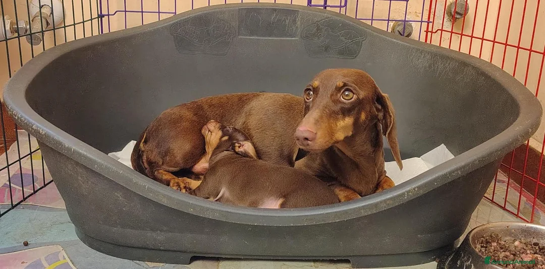 Bassotto Nano cani in vendita: Bassotto maschio di 7 mesi con Pedigree Enci.  - Annuncio 6