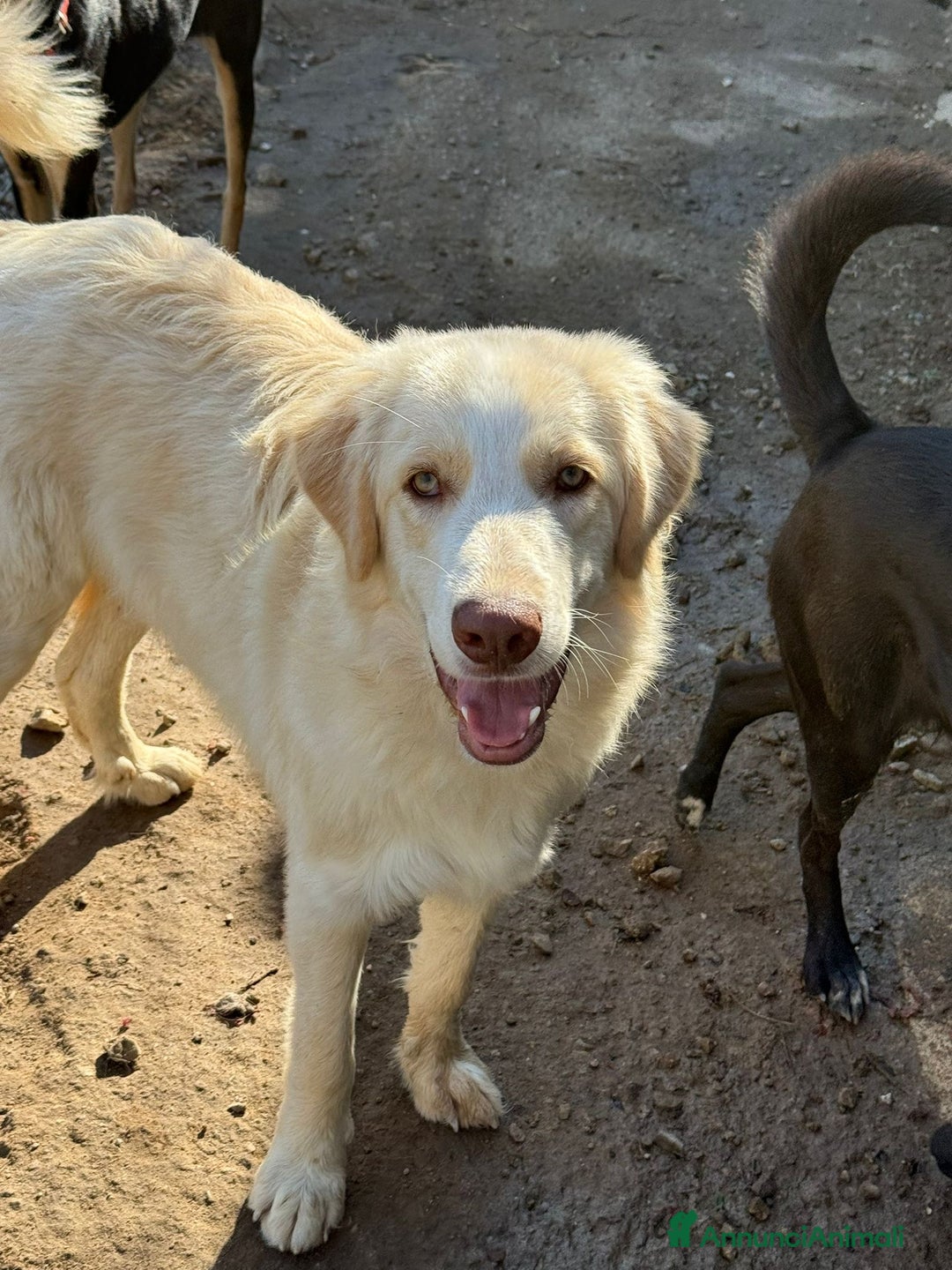 Meticcio cani in regalo: ARGO, COSÌ BELLO, NON LO VUOLE NESSUNO!?!?! - Annuncio 2