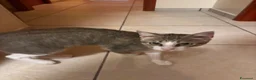 Meticcio gatti in regalo: Leo cerca casa ♥️ a Provincia di Crotone - Annuncio 5