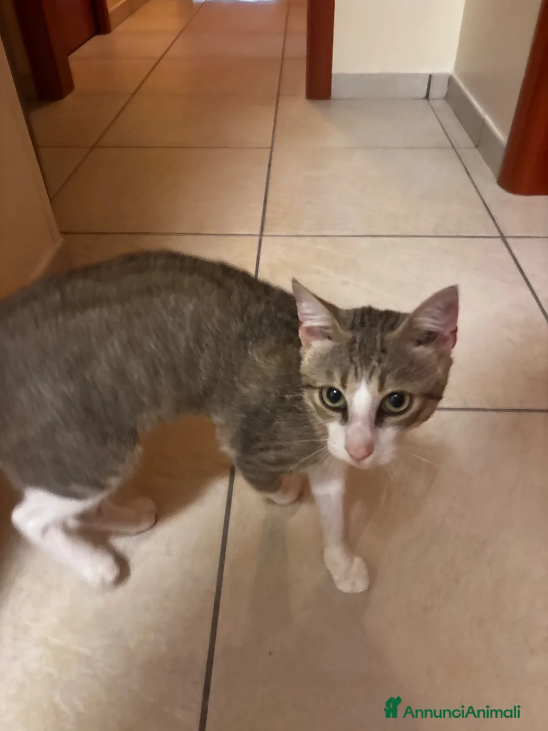 Meticcio gatti in regalo: Leo cerca casa ♥️ a Provincia di Crotone - Annuncio 5