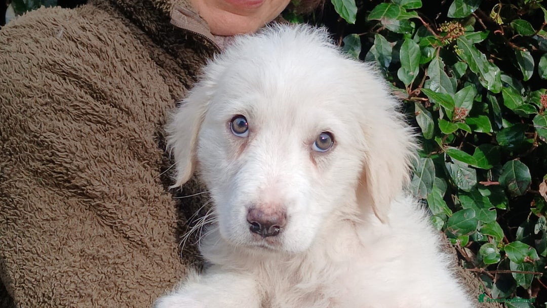 Meticcio cani in regalo: GRETA NON VUOLE CRESCERE IN CANILE, IN ADOZIONE - Annuncio 1