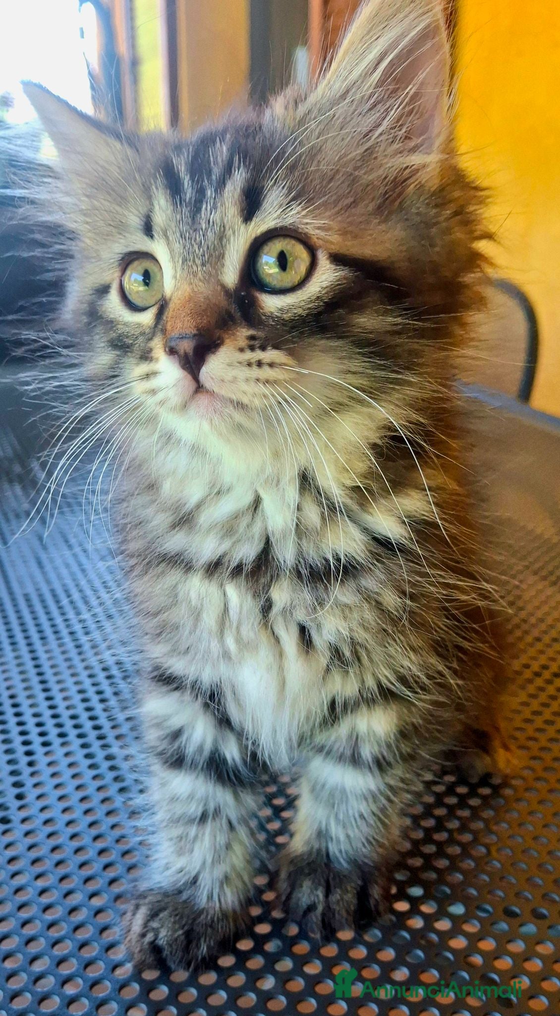 Siberiano gatti 2 maschietti siberiani cercano casa🏡  - Annuncio 2