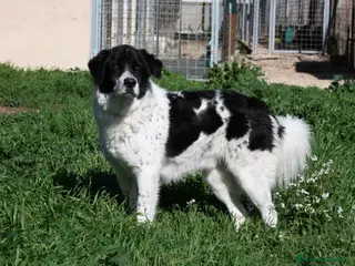 Meticcio cani Panda dolce cagnolone in adozione - Annuncio 23