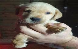 Labrador cani in vendita: Cuccioli di Labrador Retriever pronti a Città Metropolitana di Torino - Immagine 9