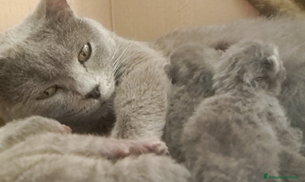 Certosino gatti GATTINI CERTOSINI - Annuncio 2