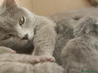 Certosino gatti GATTINI CERTOSINI - Annuncio 17