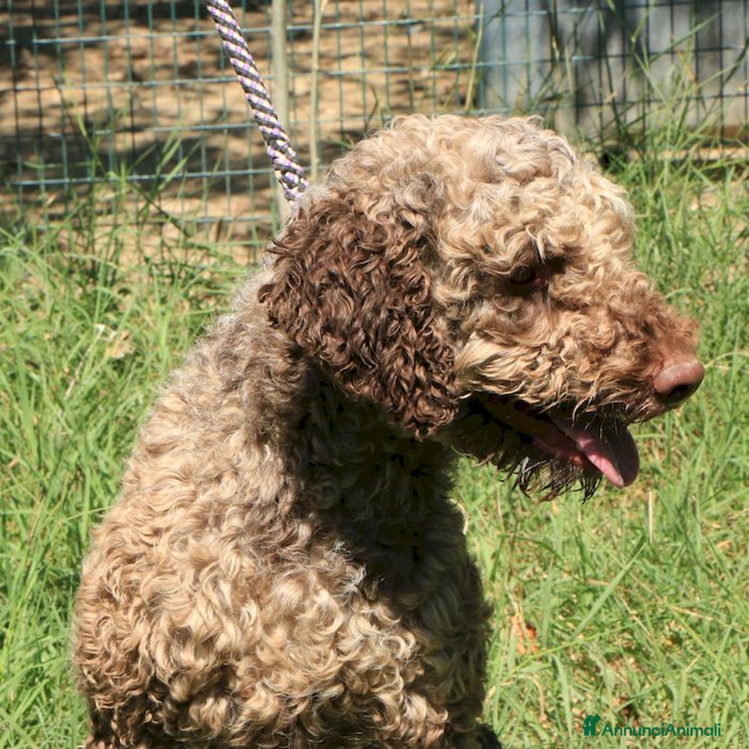 Lagotto cani in vendita: Lagotto romagnolo - maschio adulto 1 a Provincia di Ravenna - Annuncio 4