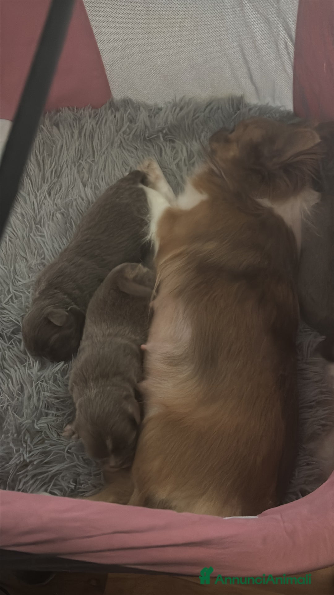 Chihuahua cani in vendita: Chihuahua pelo lungo tricolore lillac  a Città metropolitana di Milano - Immagine 5