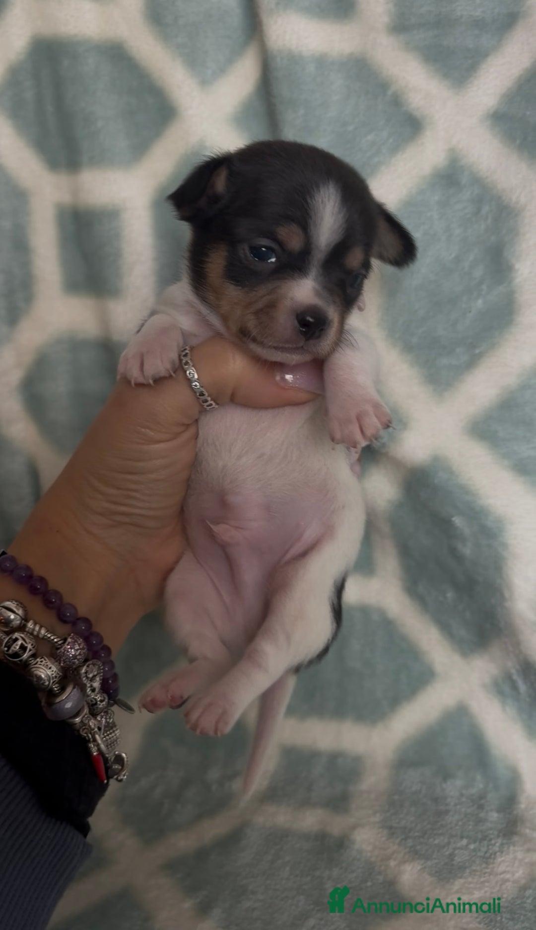 Chihuahua cani in vendita: Chihuahua  - Annuncio 6