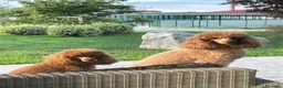 Barboncino cani in vendita: Barboncino nano fulvo - Annuncio 12