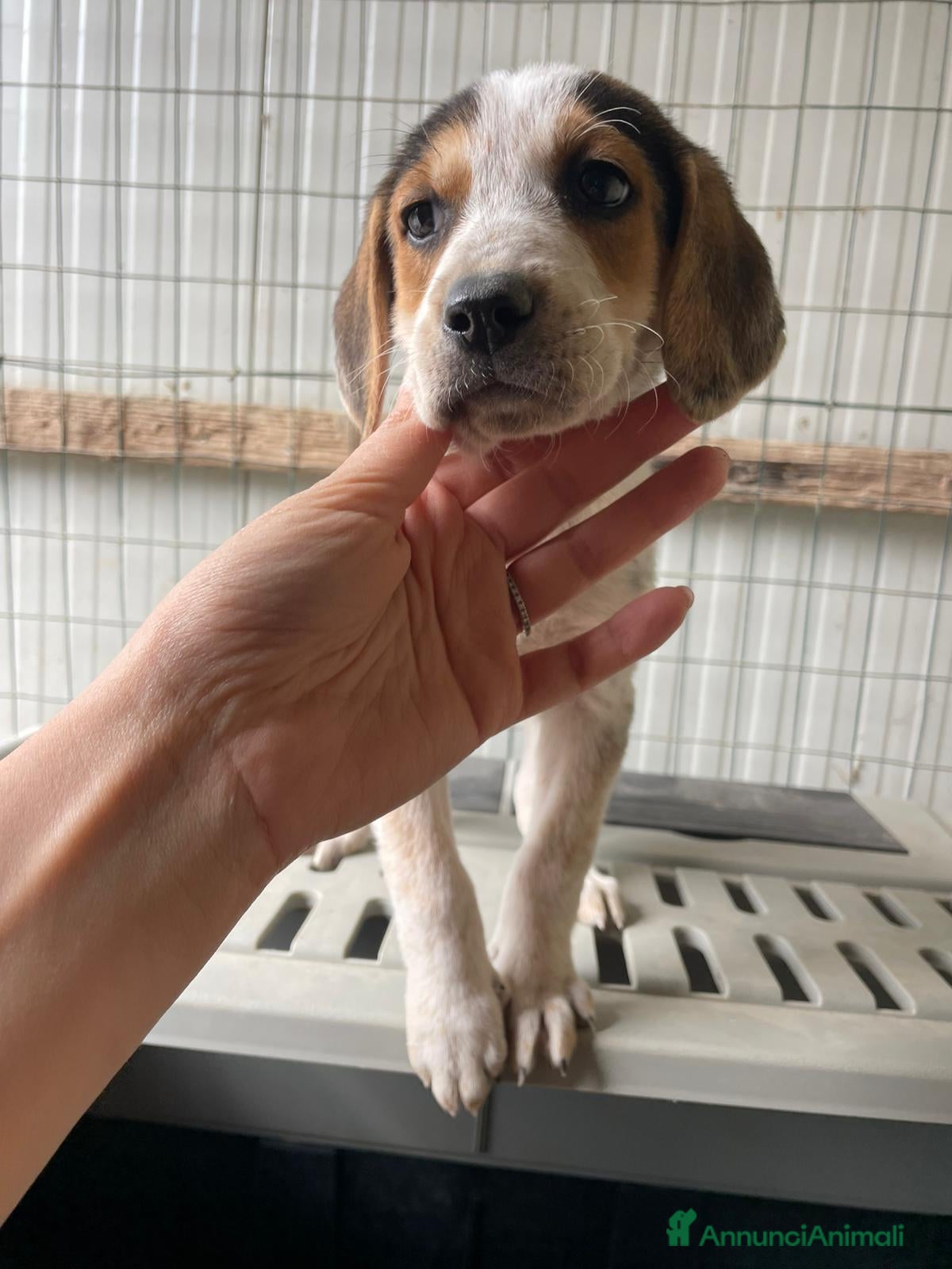 Meticcio cani LA SPLENDIDA CELIA - Annuncio 2