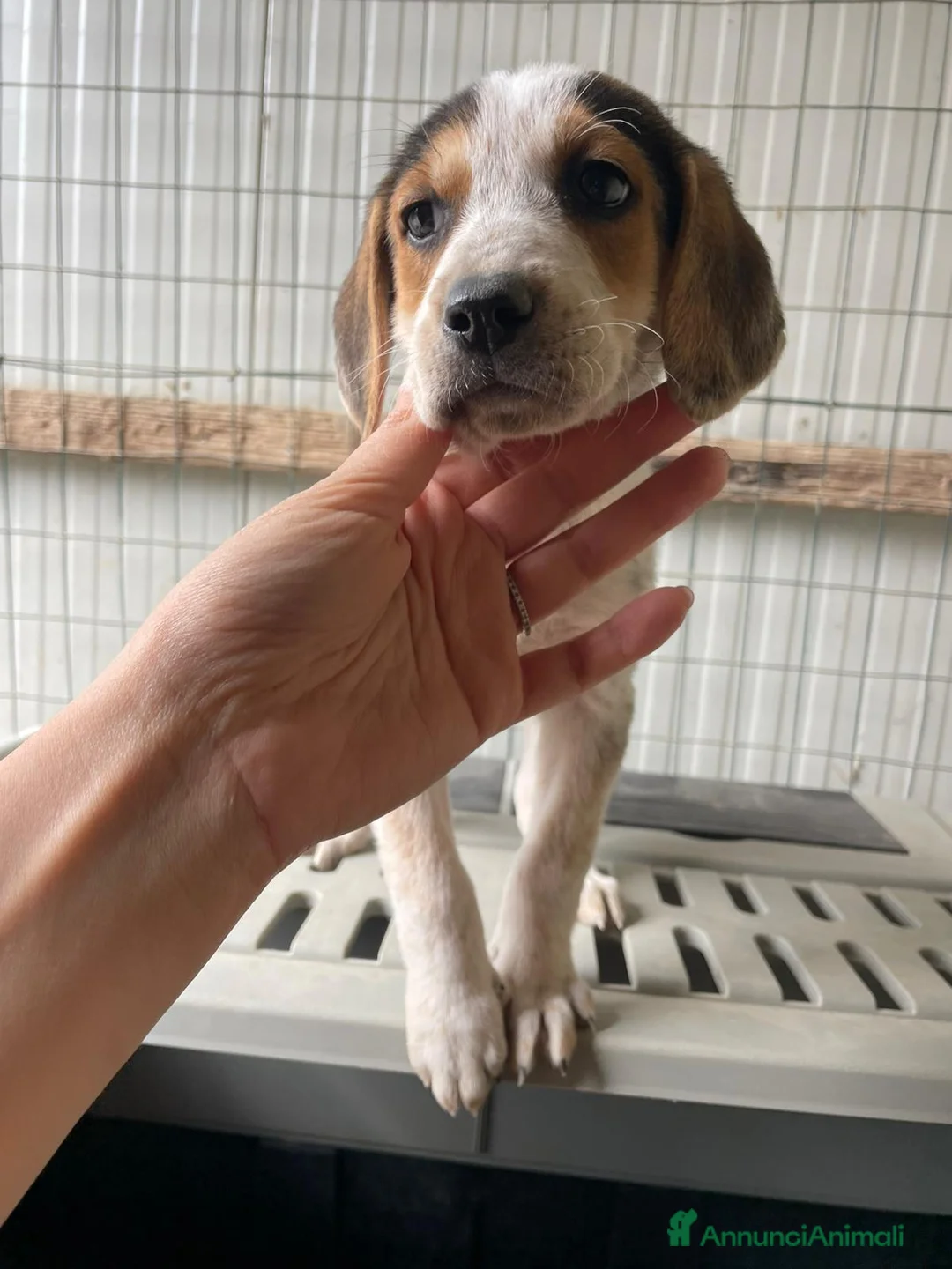 Meticcio cani in regalo: LA SPLENDIDA CELIA - Annuncio 1