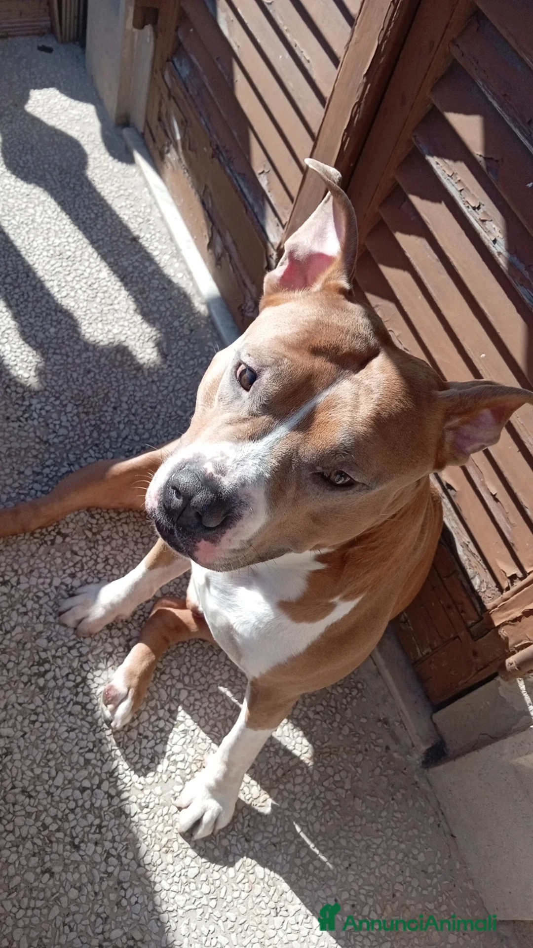 American Staffordshire cani per accoppiamento: Disponibile per monta Genova  - Annuncio 3