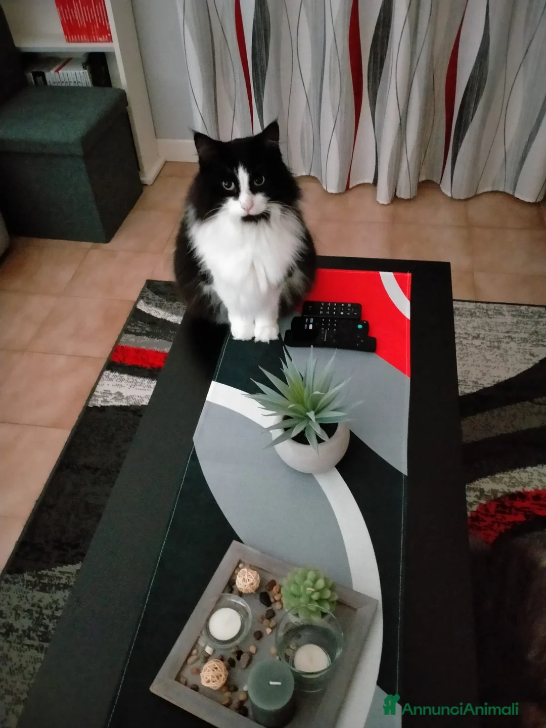 Norvegese gatti in regalo: Regalo gatto norvegese  - Annuncio 3