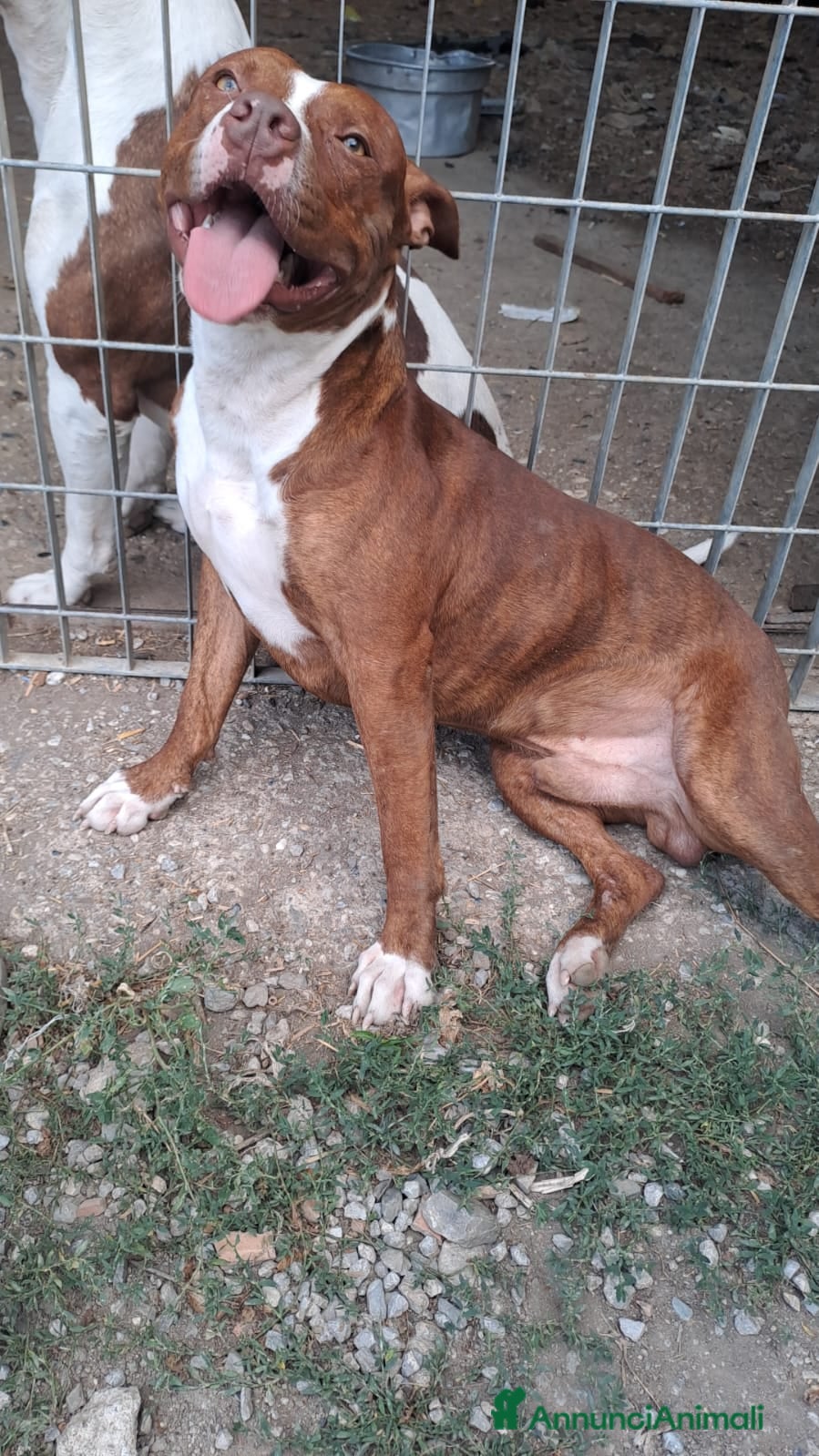 Pitbull cani Pitbull quasi 1anno BUONISSIMO ULTIMO RIMASTO.SUD - Annuncio 31
