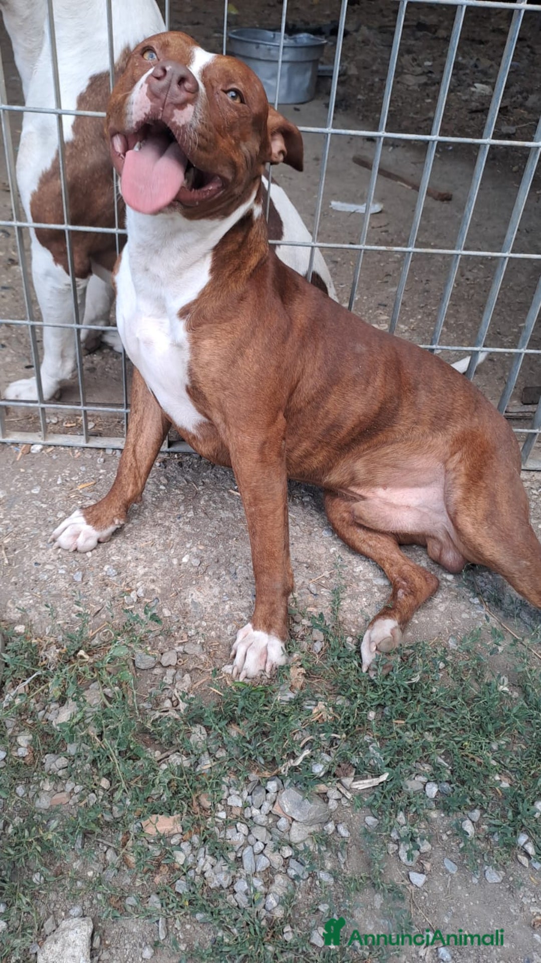 Pitbull cani in regalo: Pitbull quasi 1anno BUONISSIMO ULTIMO RIMASTO.SUD - Annuncio 1