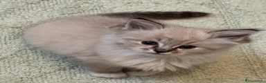 Ragdoll Gattino 2