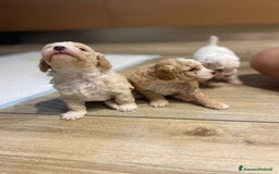 Barboncino cani in vendita: Barboncino, nuova cucciolata in casa a Città Metropolitana di Napoli - Immagine 5