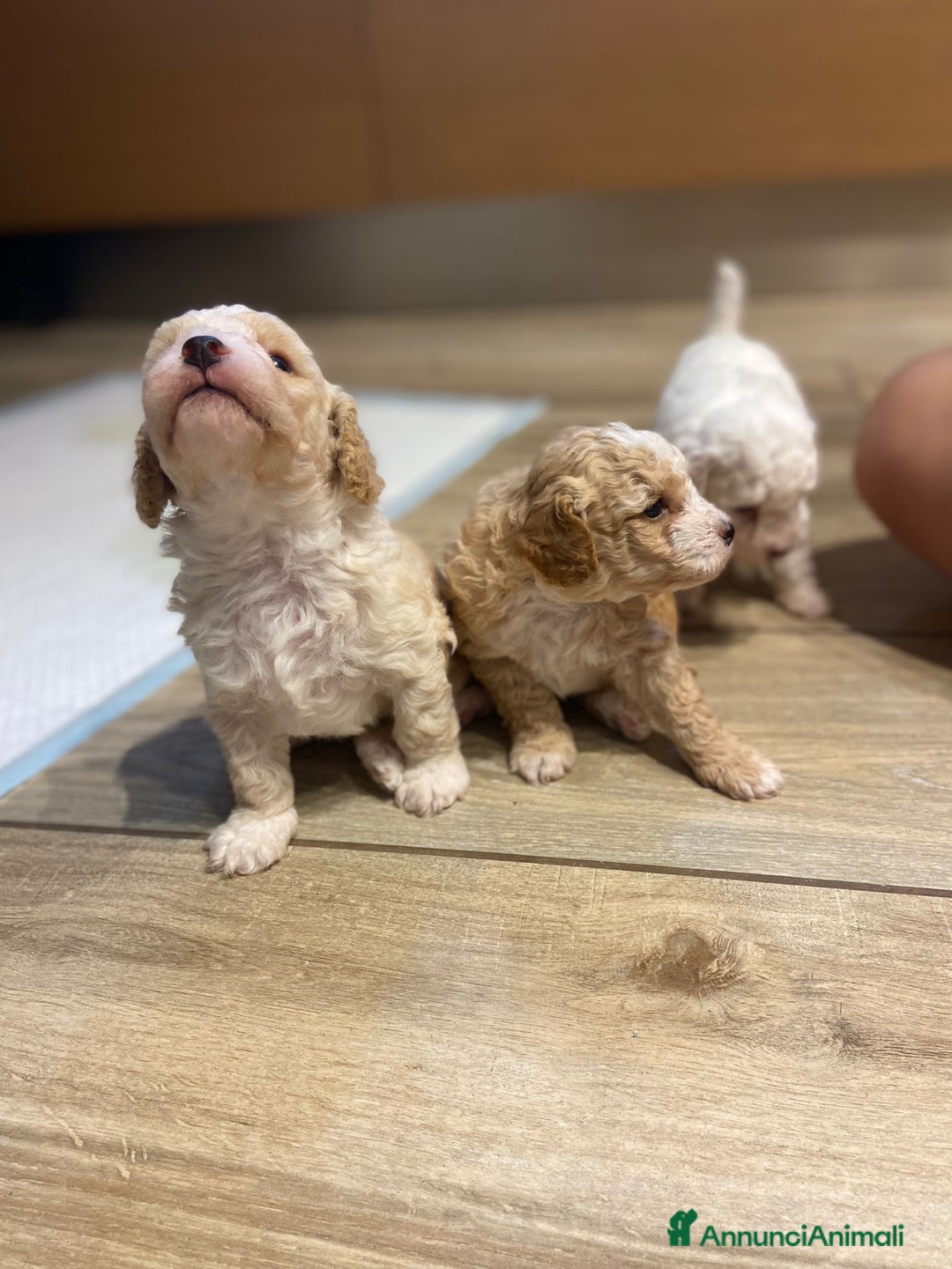 Barboncino cani in vendita: Barboncino, nuova cucciolata in casa a Città Metropolitana di Napoli - Immagine 5