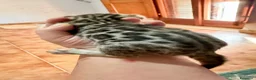 Bengala gatti in vendita: gatto bengala  - Annuncio 4