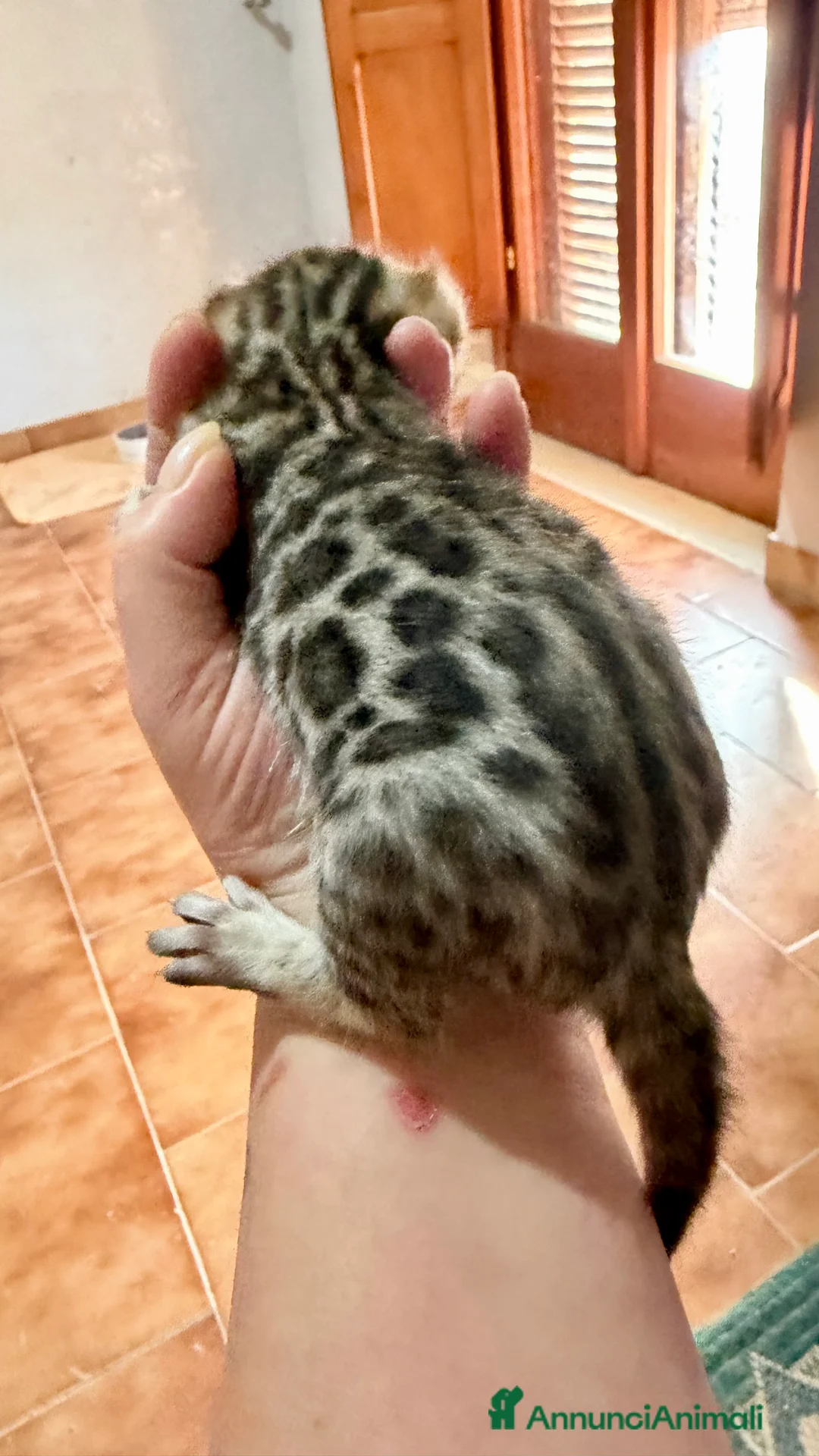 Bengala gatti in vendita: gatto bengala  - Annuncio 4