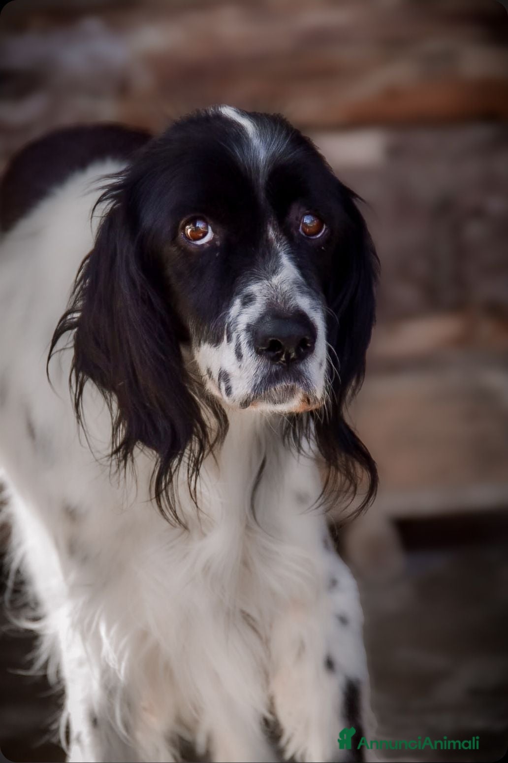 Setter Inglese cani Linda - Annuncio 33