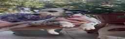 Dalmata cani in vendita: Cuccioli di Dalmata con Pedegree ENCI - Annuncio 9