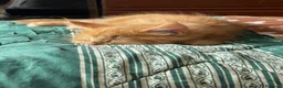 Maine Coon gatti in vendita: Cuccioli Maine Coon - Annuncio 4