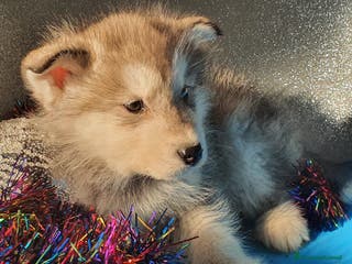 Alaskan Malamute cani Alaskan Malamute cuccioli - Annuncio 1