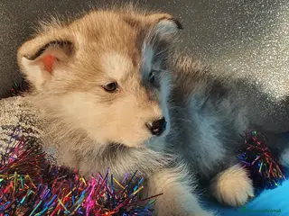 Alaskan Malamute cani Alaskan Malamute cuccioli - Annuncio 2