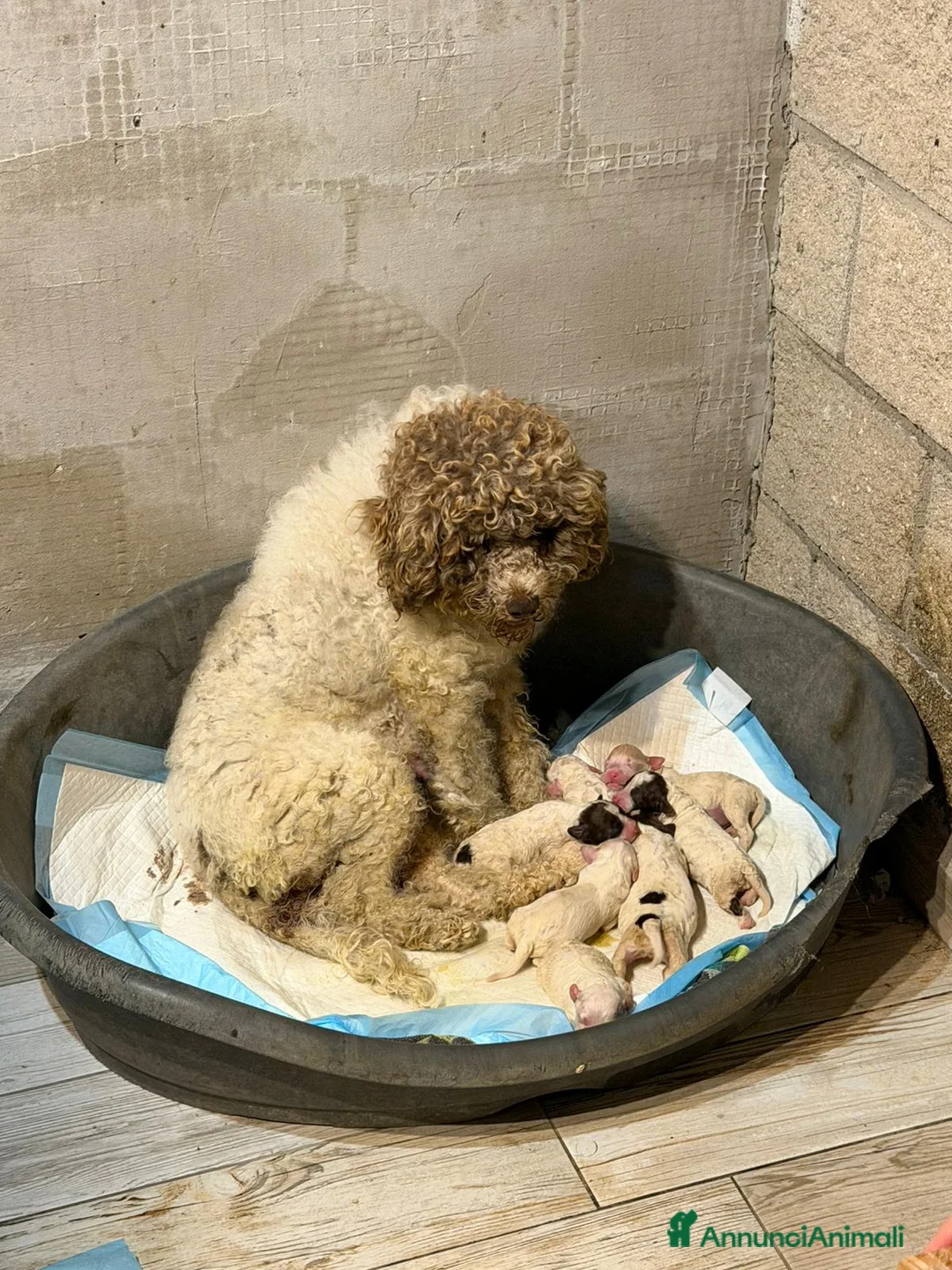 Lagotto cani in vendita: Cuccioli di Lagotto Romagnolo  - Annuncio 1