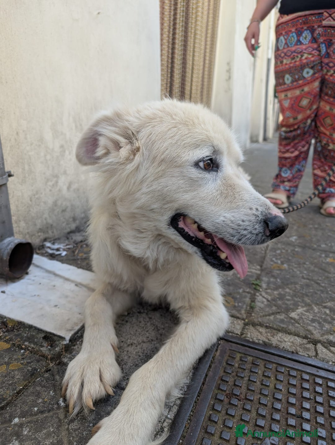 Meticcio cani in regalo: FABIANA MIX MAREMMANO - Annuncio 2