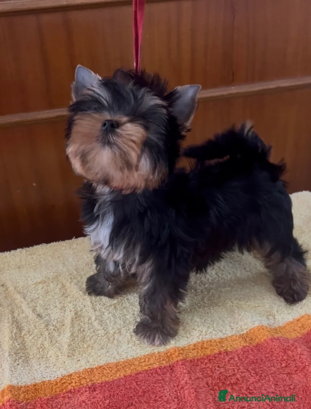 Yorkshire cani in vendita: Yorkshire terrier in pronta consegna  a Città metropolitana di Roma Capitale - Annuncio 1