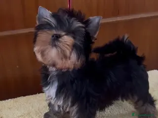 Yorkshire cani Yorkshire terrier in pronta consegna a Città metropolitana di Roma Capitale - Annuncio 11