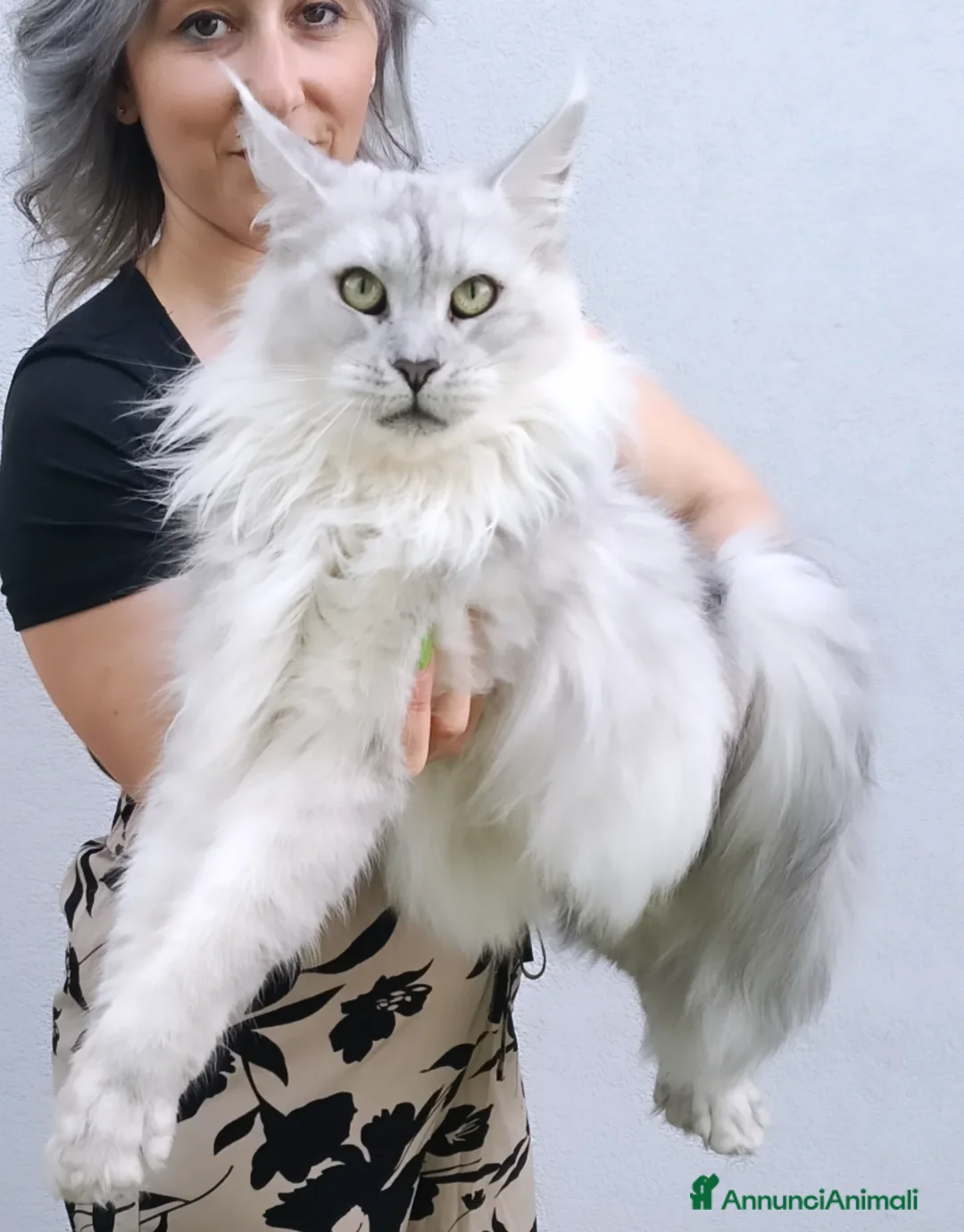 Maine Coon gatti in vendita: Cucciola Maine Coon Black smoke  - Annuncio 12