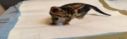Bengala gatti in vendita: Vendita Cucciolo Bengala Murble - Annuncio 4