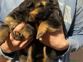 Pastore Tedesco cani Pastore tedesco - Annuncio 24