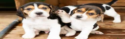 Beagle cani in vendita: CUCCIOLATA BEAGLE TRICOLORE - Annuncio 4