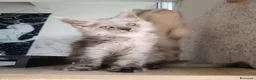 Maine Coon gatti in vendita: Cucciola Maine Coon Black smoke  - Annuncio 11
